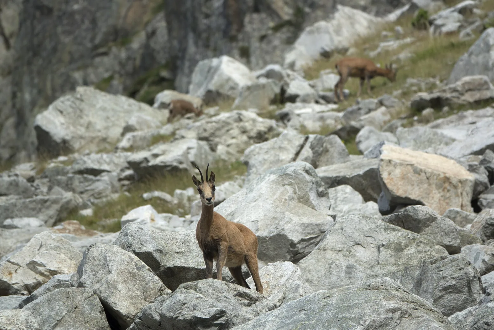 Pyrenean Chamois