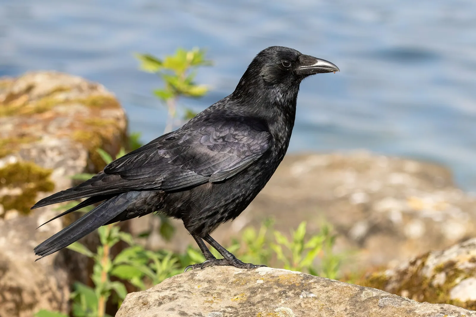 Cornacchia nera