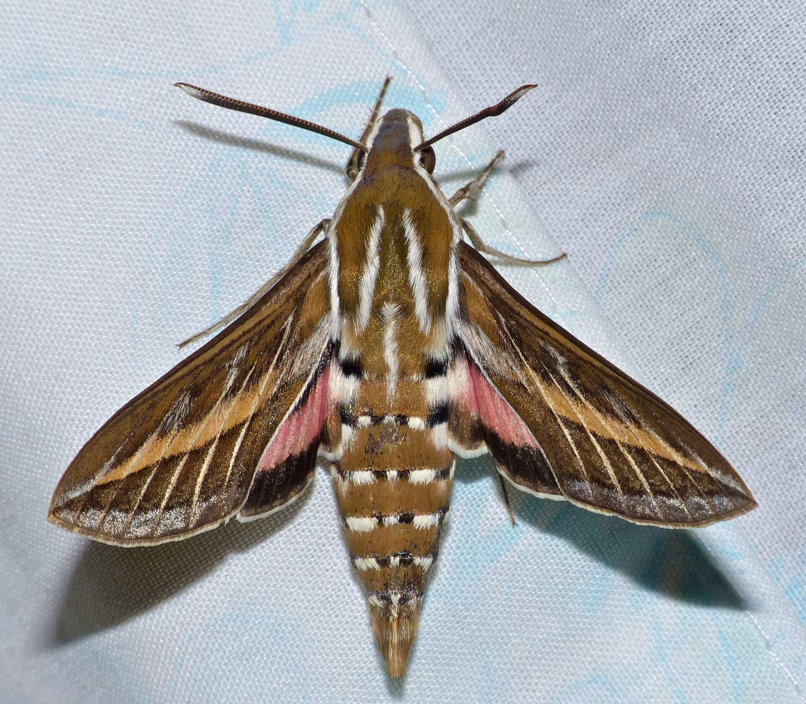 Sfinge striata