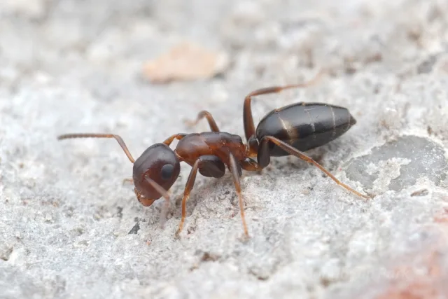 Colobopsis truncata