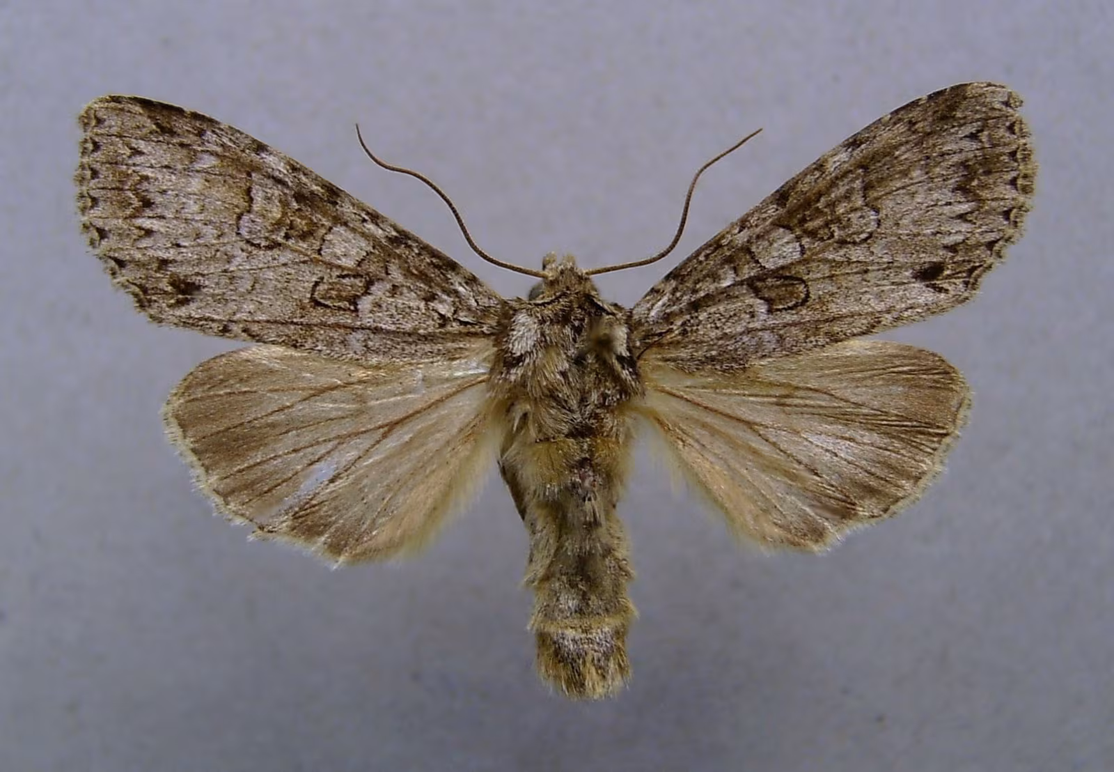 Polia nebulosa