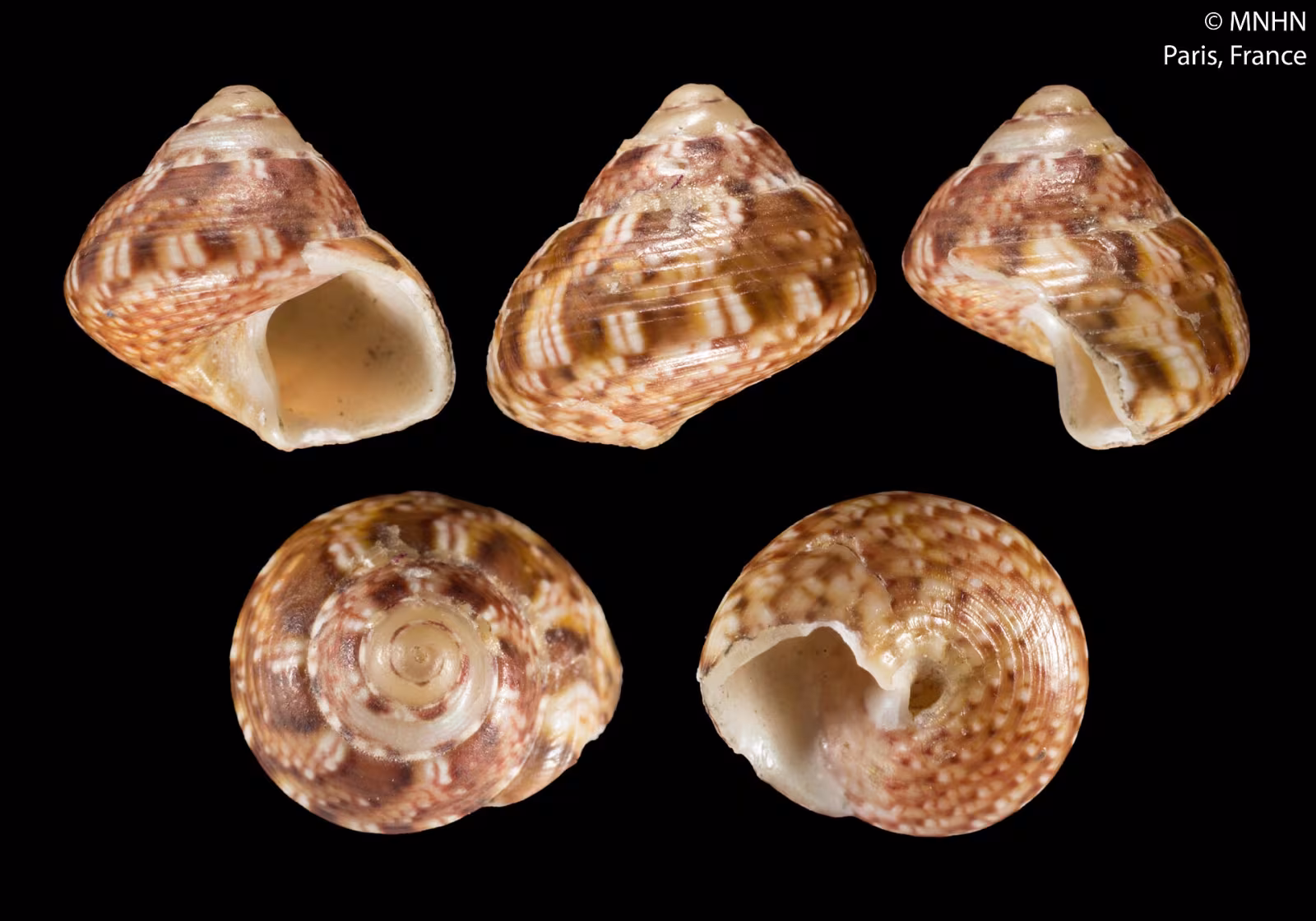 Steromphala adansonii