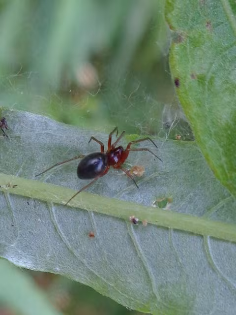 Pelecopsis bucephala