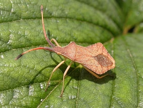 Syromastus rhombeus