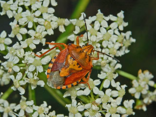 Cimice dei campi