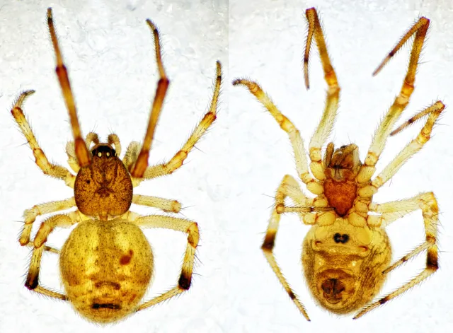 Parasteatoda simulans