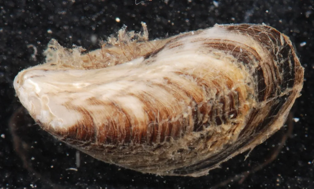 Mytilopsis leucophaeata
