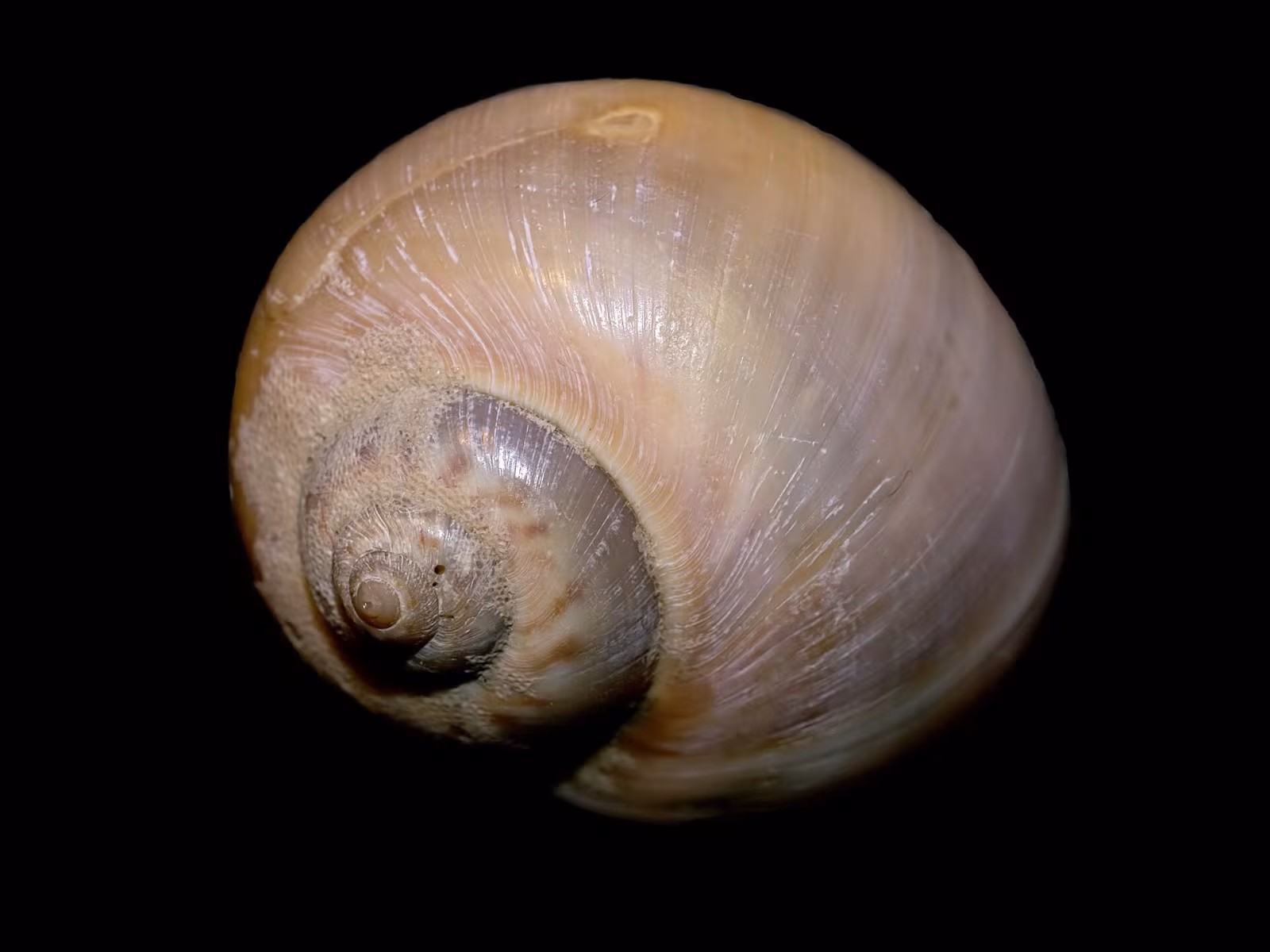 Natica catenata
