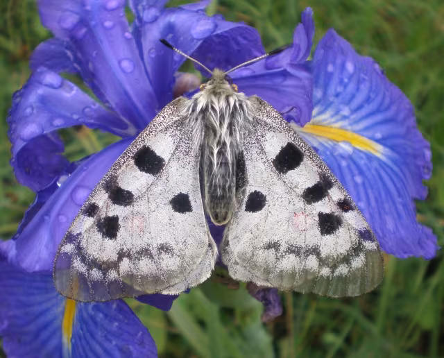 Parnassius apollo