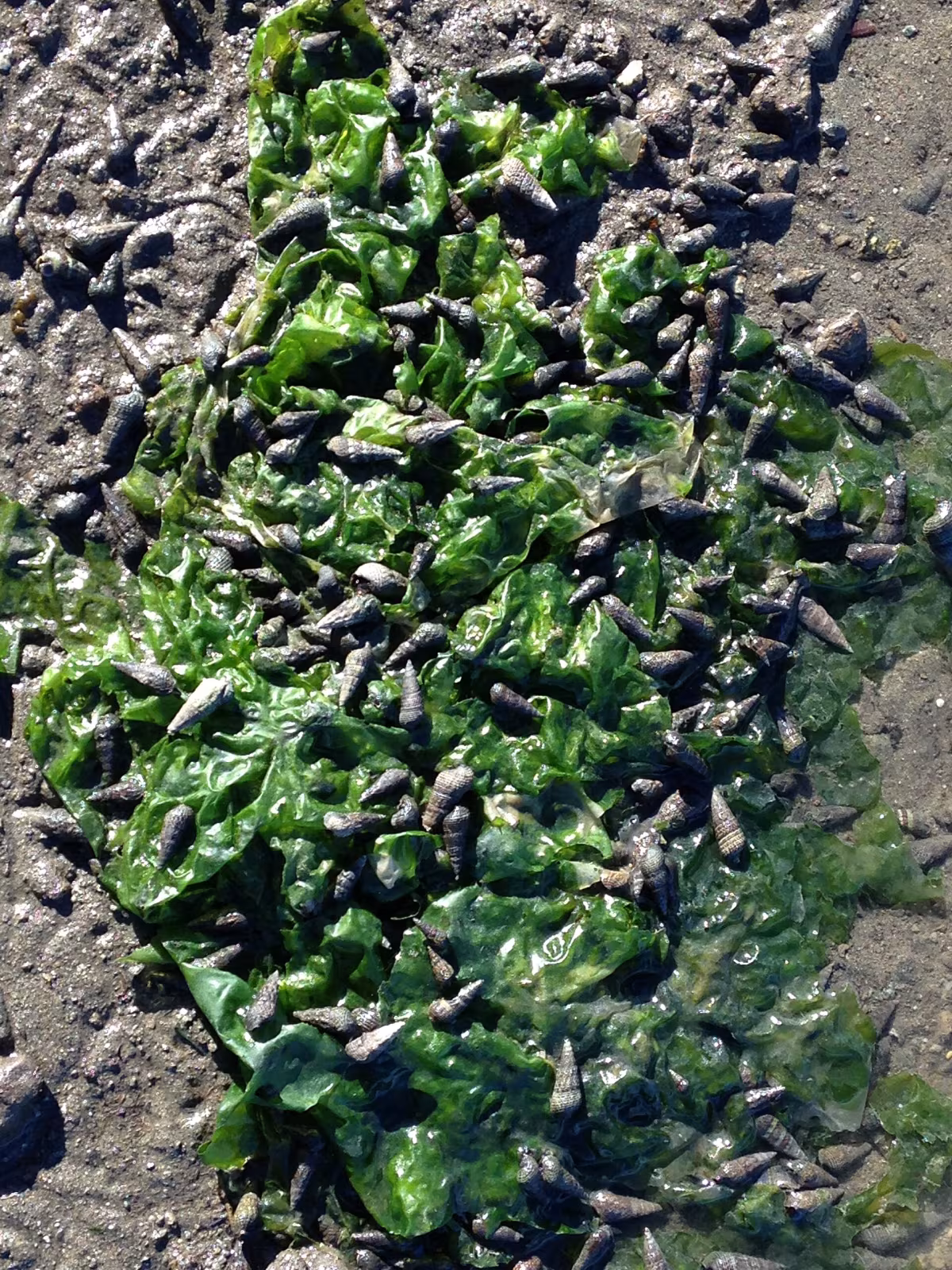 Batillaria attramentaria