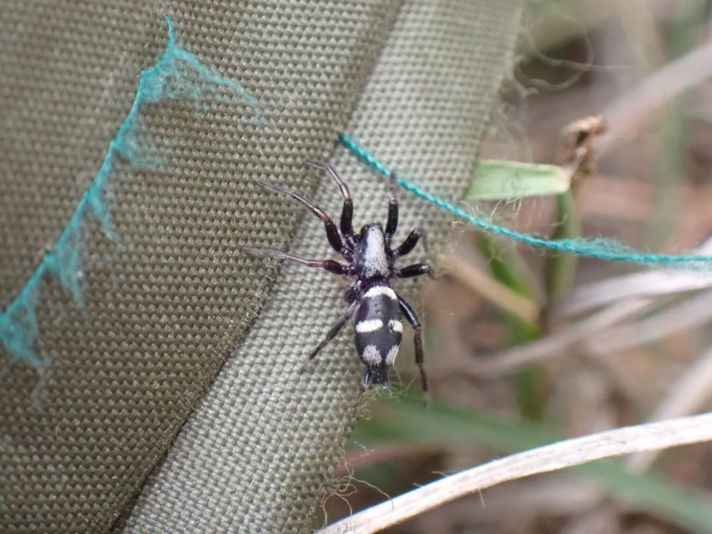 Aphantaulax cincta