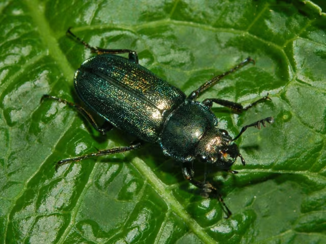 Platycerus caraboides