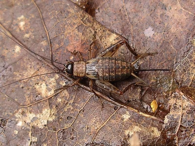 Nemobius sylvestris