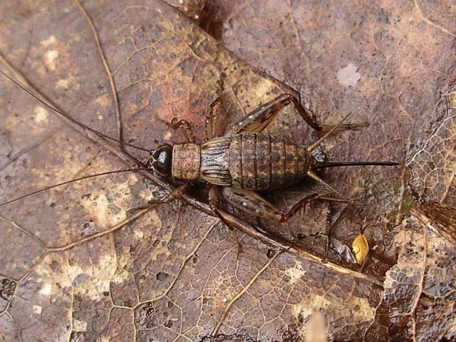 Nemobius sylvestris
