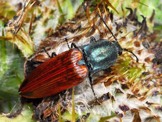 Ctenicera virens