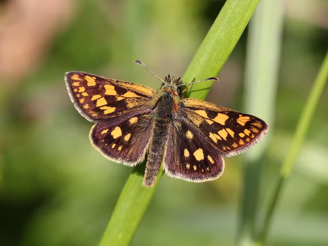Carterocephalus palaemon