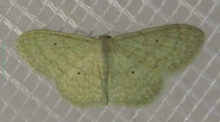 Scopula minorata