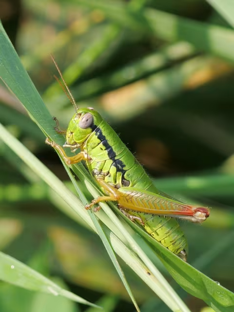 Micropodisma salamandra