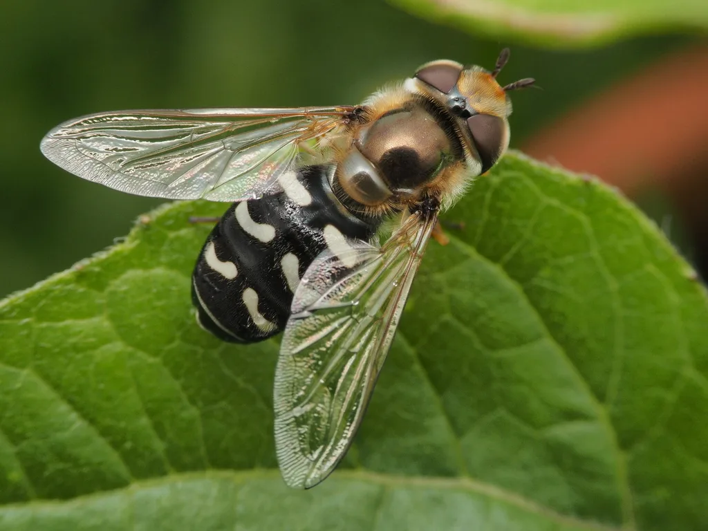Scaeva pyrastri