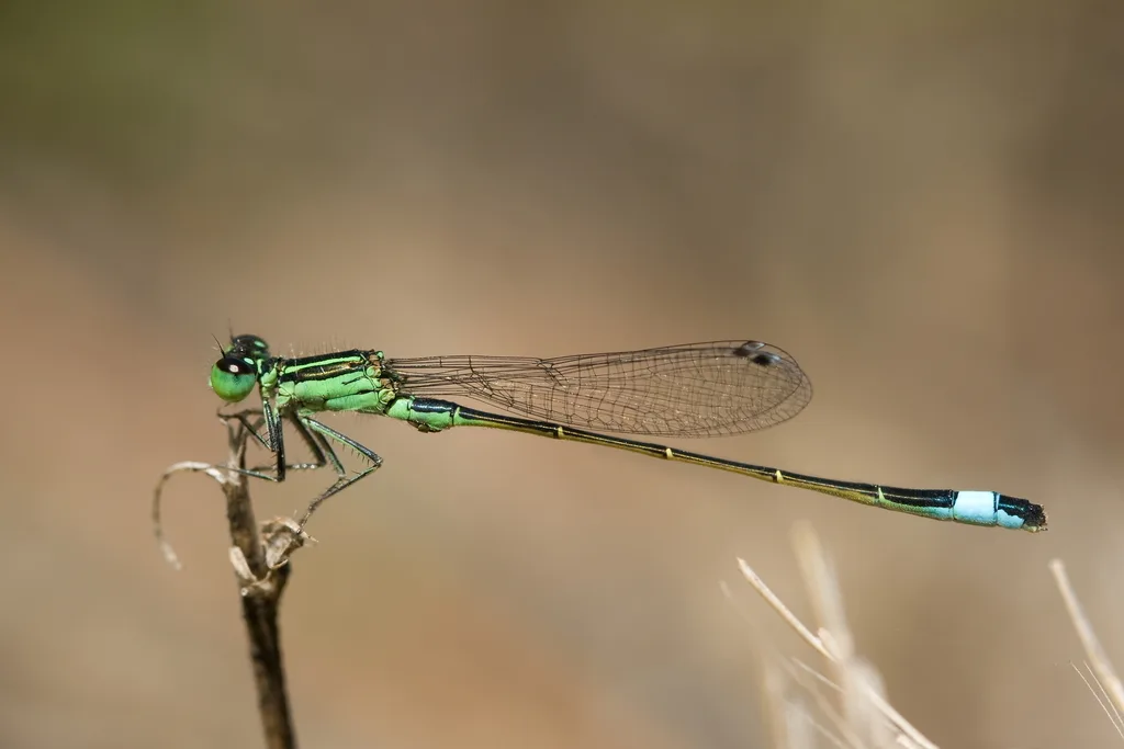 Island Bluetail