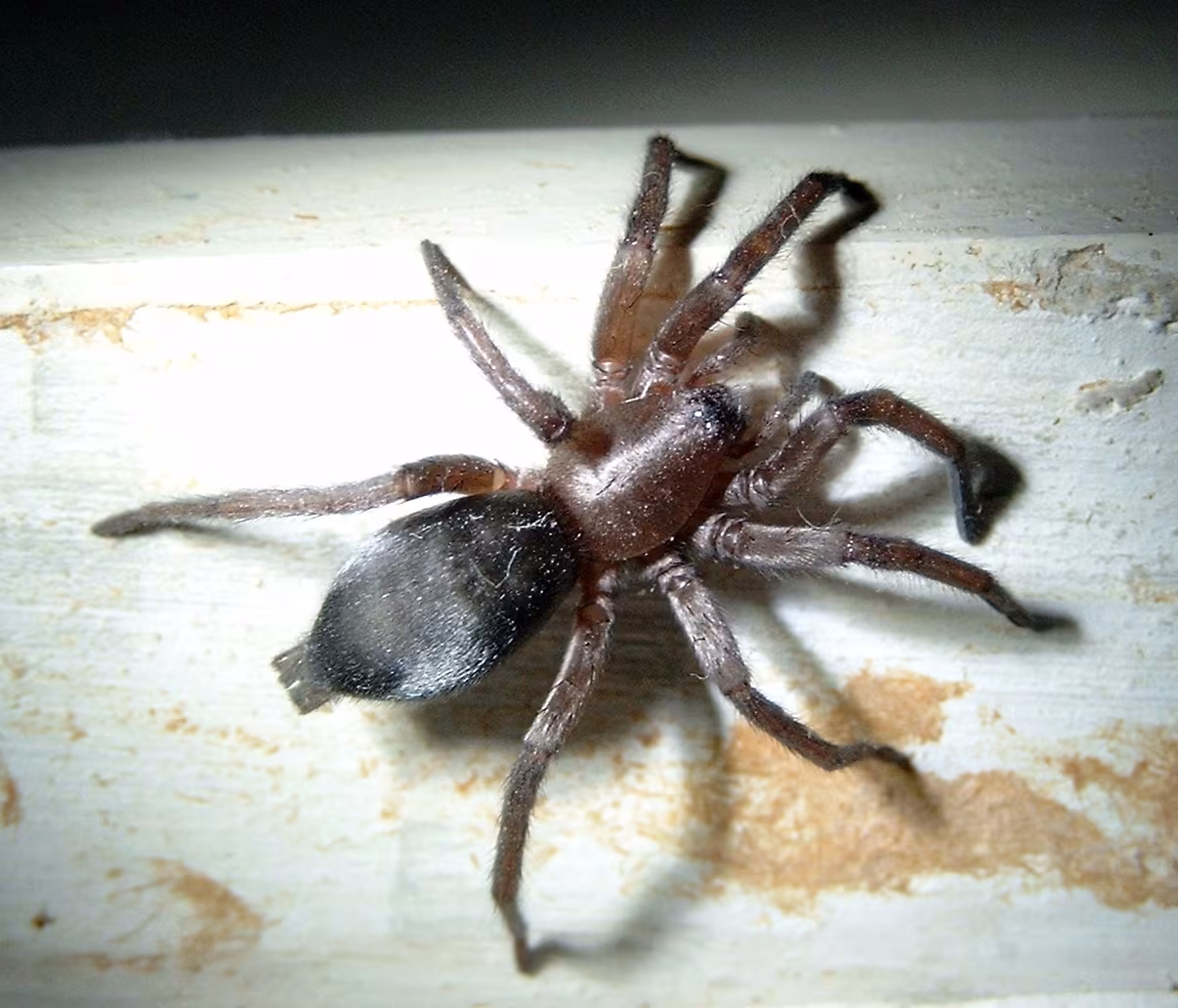 Scotophaeus blackwalli