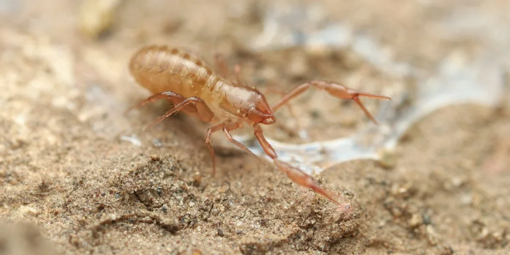 Ephippiochthonius tetrachelatus