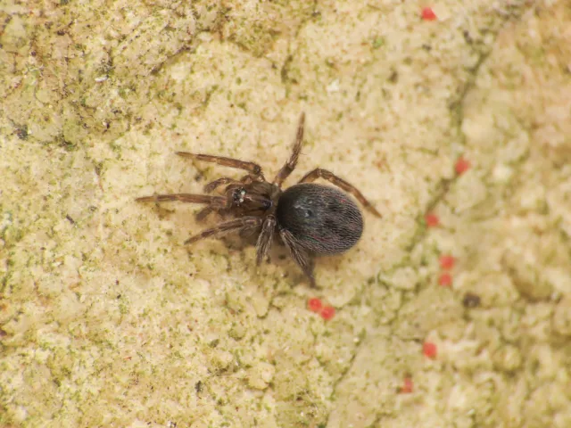 Tolokonniella stigmatisata