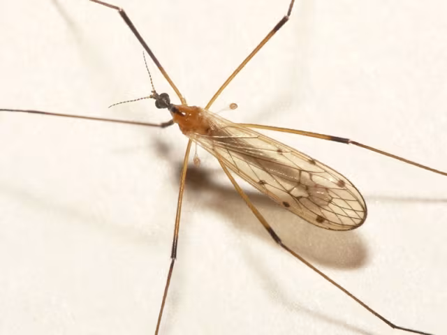 Limonia nigropunctata