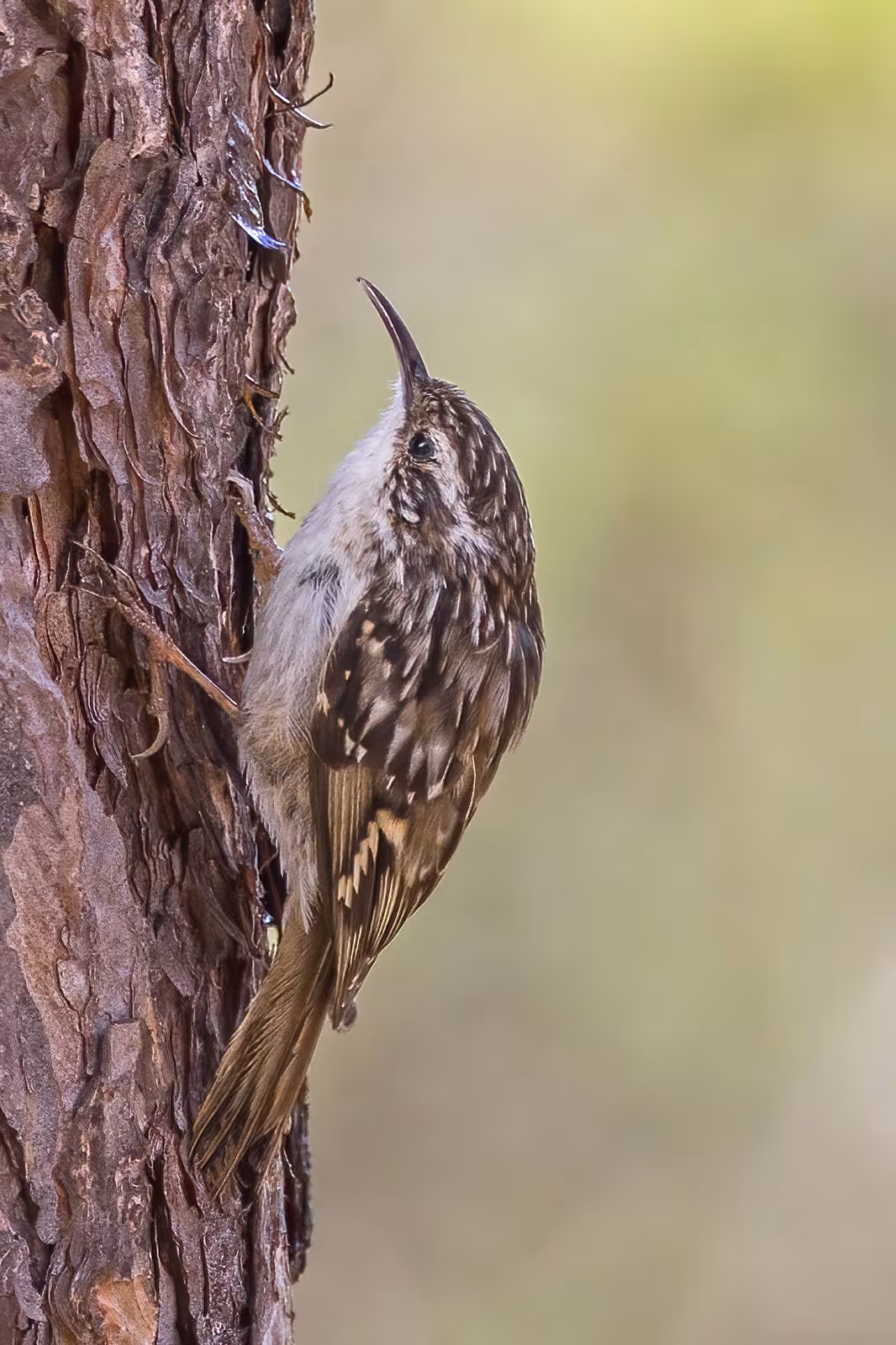 Short-toed Treecreeper