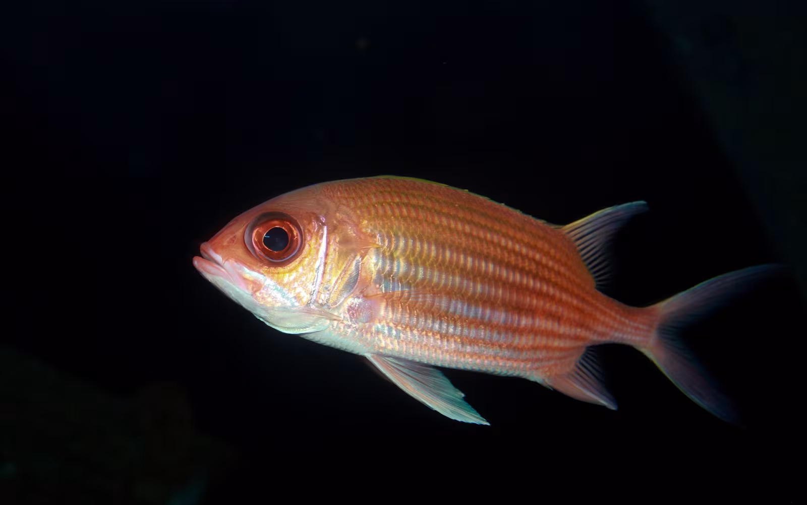 Holocentrus adscensionis