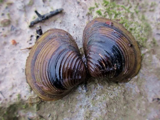 Vongola di fiume asiatica