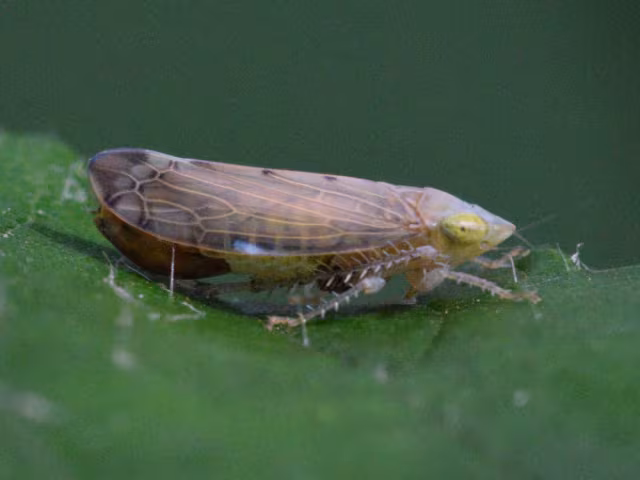 Synophropsis lauri