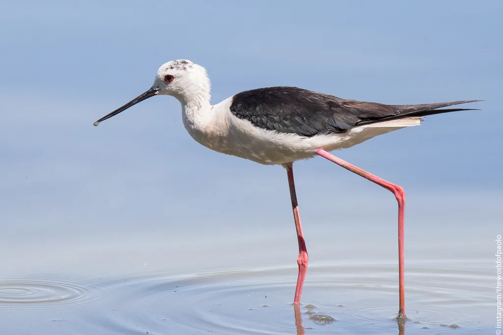 Black-winged Stilt