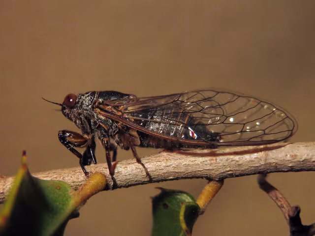 Tettigettula pygmea