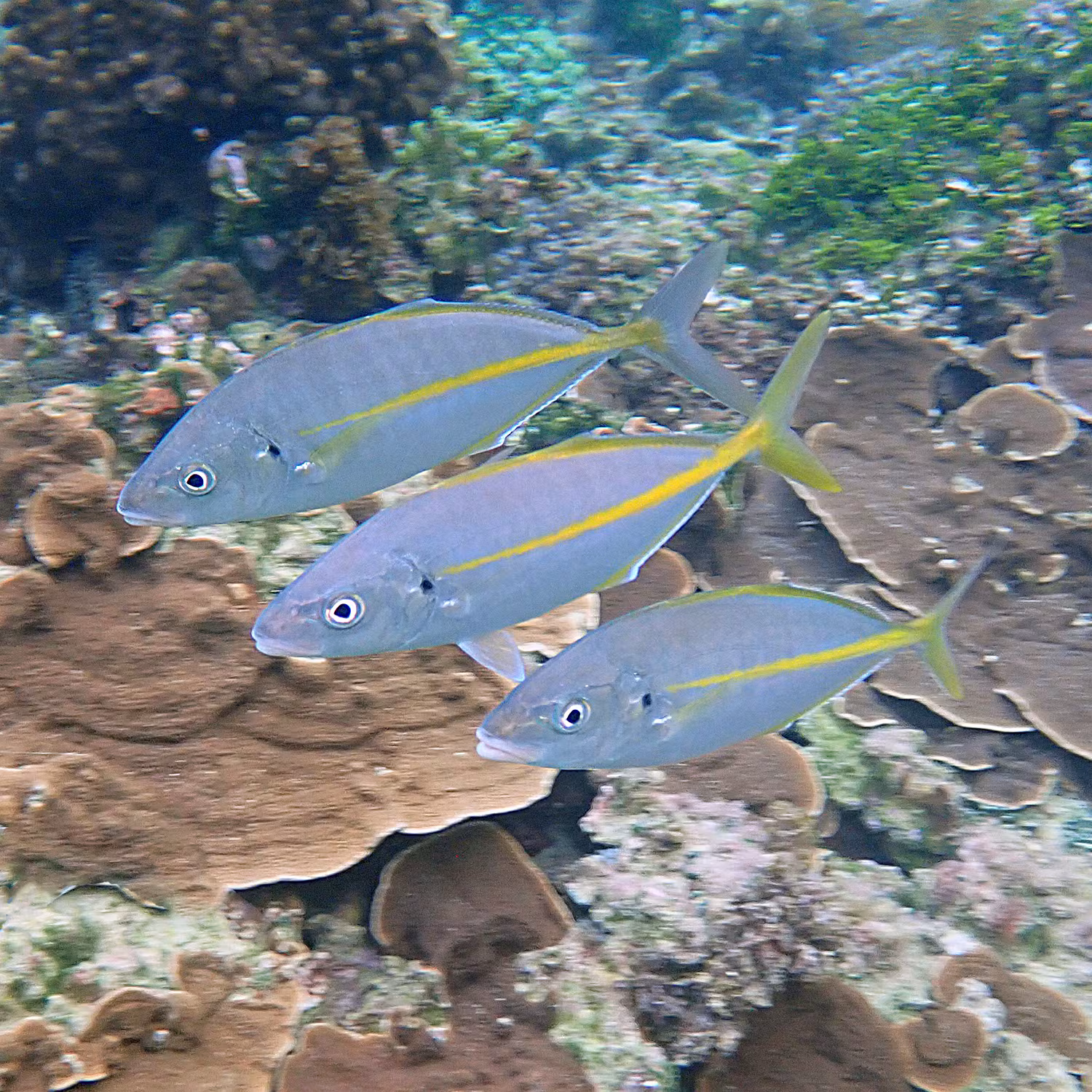 Pseudocaranx dentex