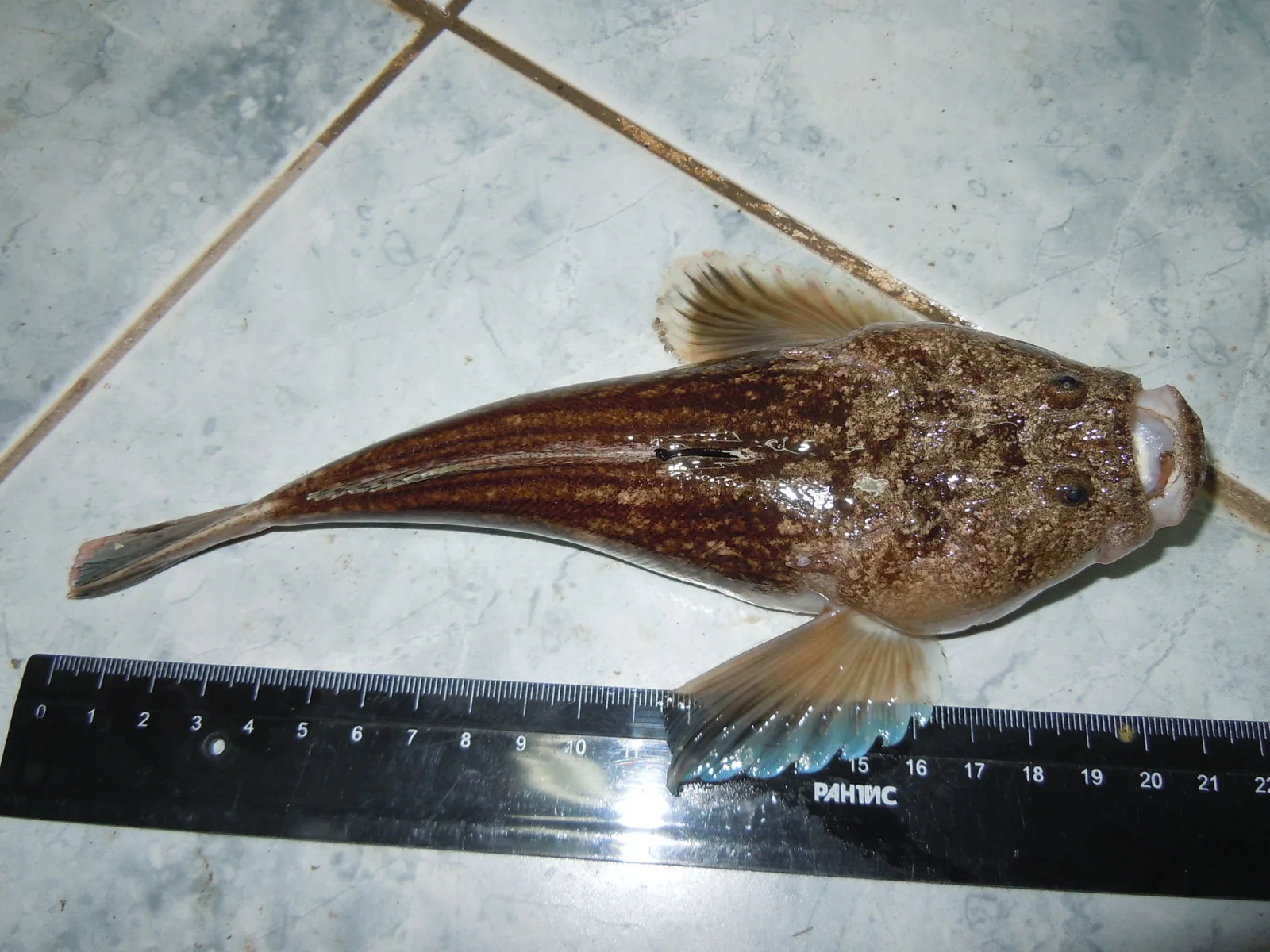 Pesce prete