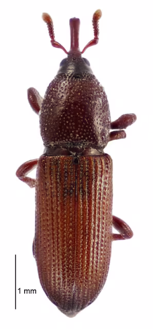 Mesites pallidipennis
