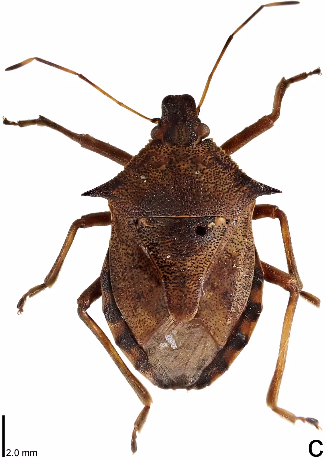 Picromerus bidens