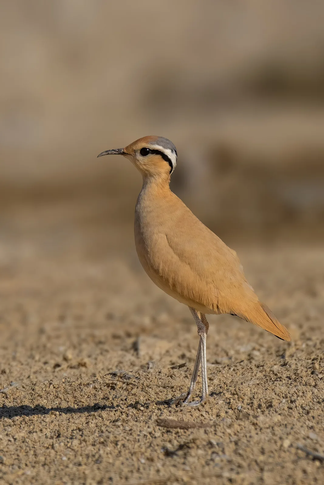 Cream-coloured Courser