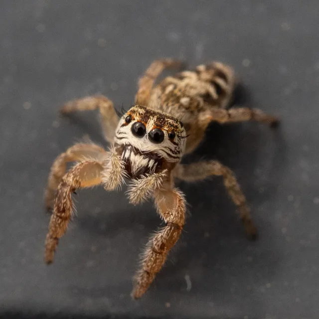 Macaroeris nidicolens