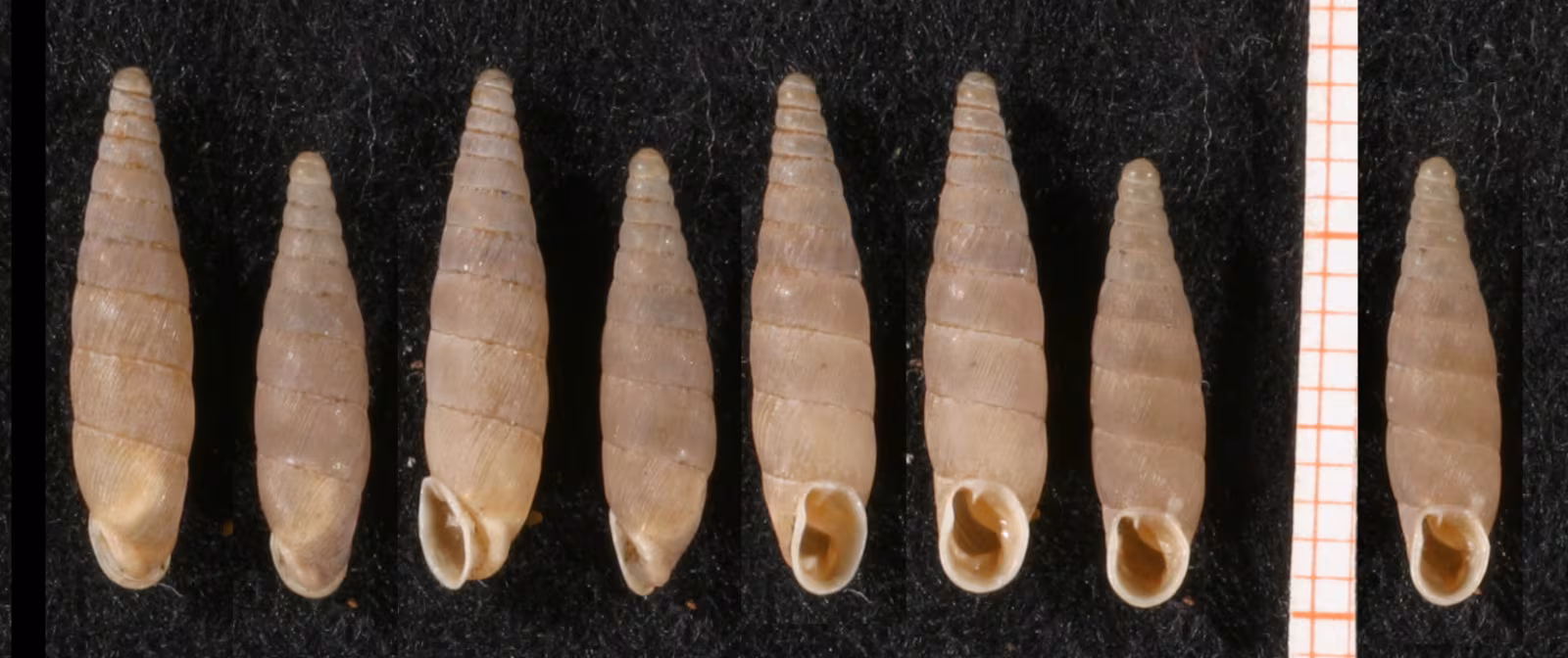 Papillifera solida