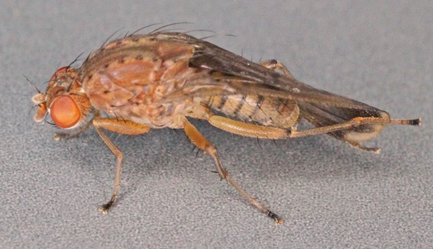 Suillia variegata