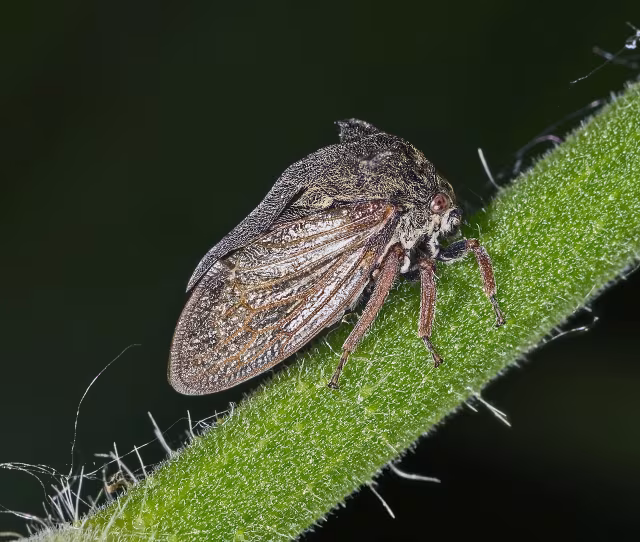 Centrotus cornutus