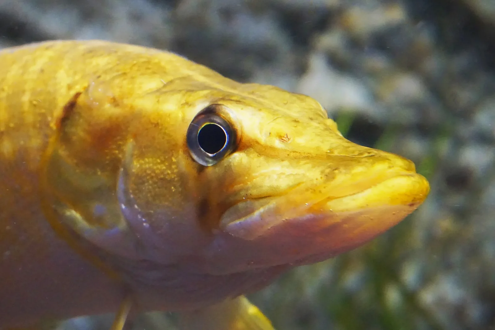 Southern Pike