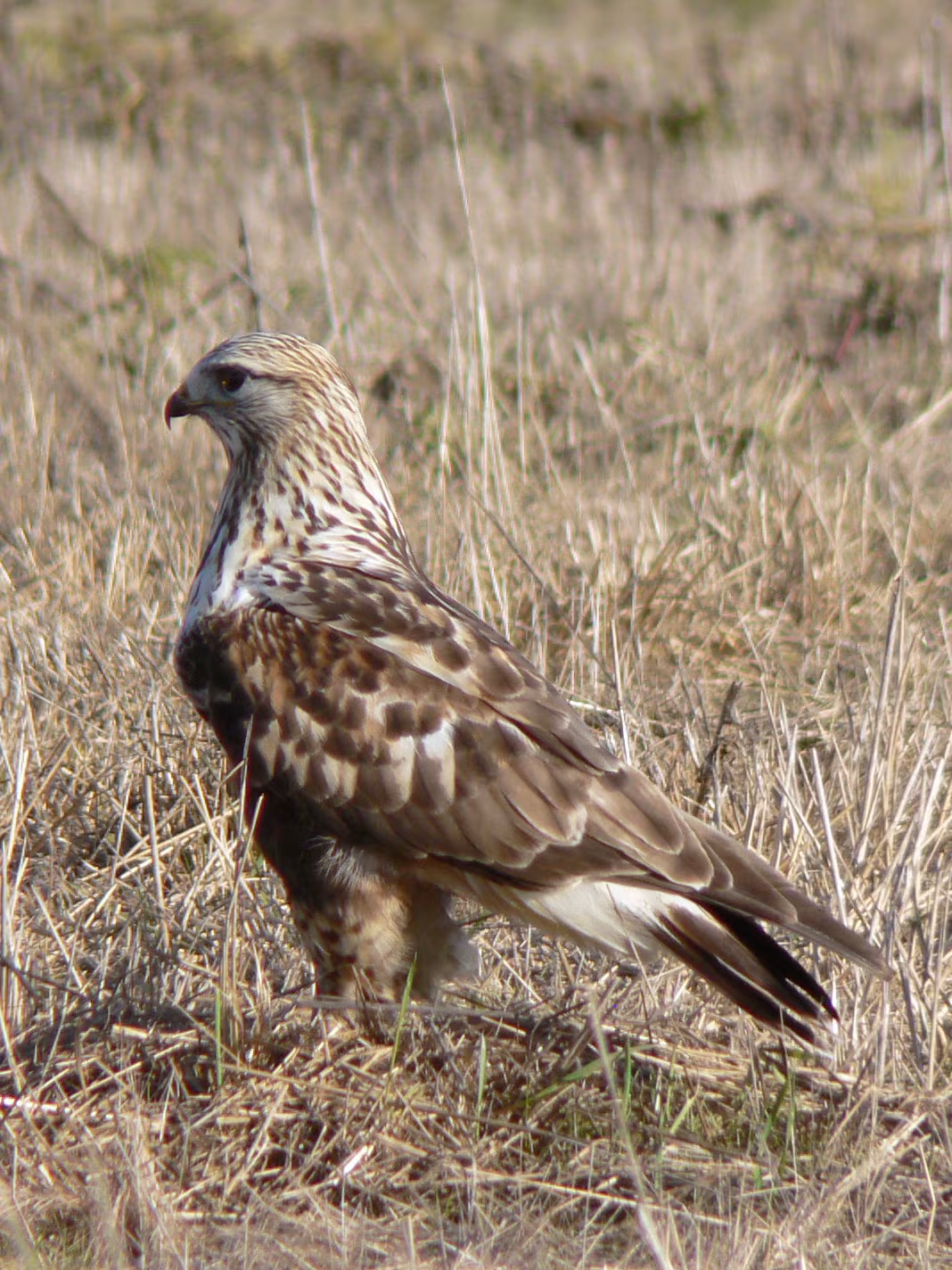 Poiana calzata