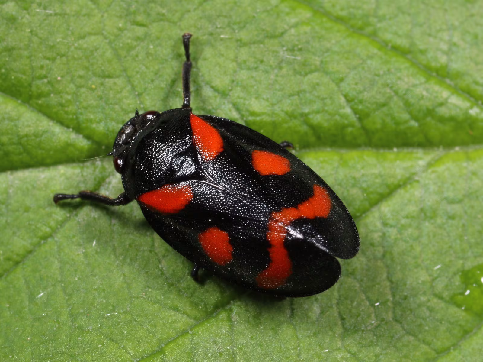Cercopis arcuata