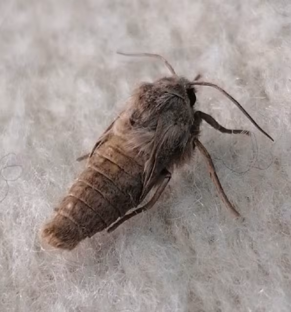 Conistra rubiginosa