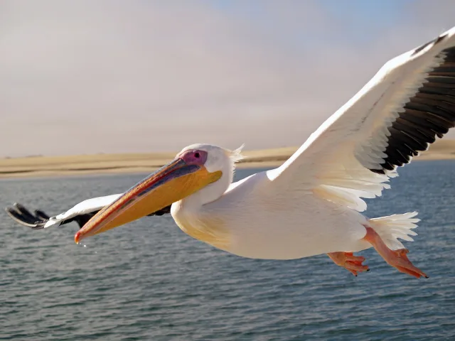 Pellicano bianco