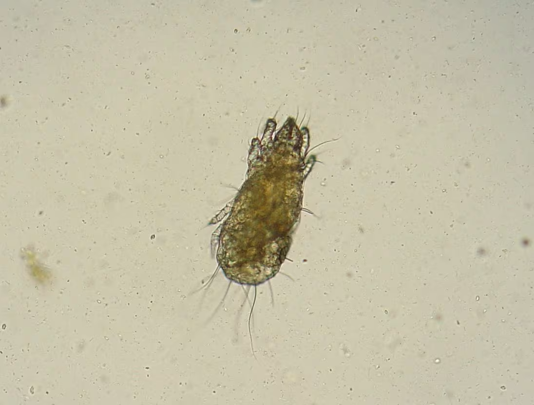 Grain Mite