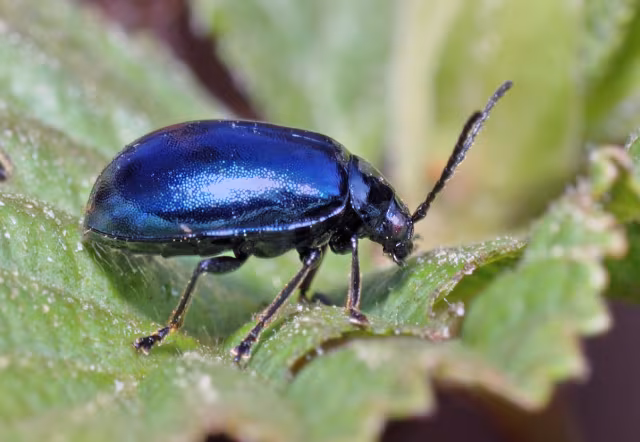 Agelastica alni